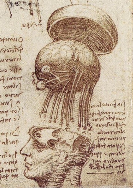 Cervello umano di Leonardo da Vinci